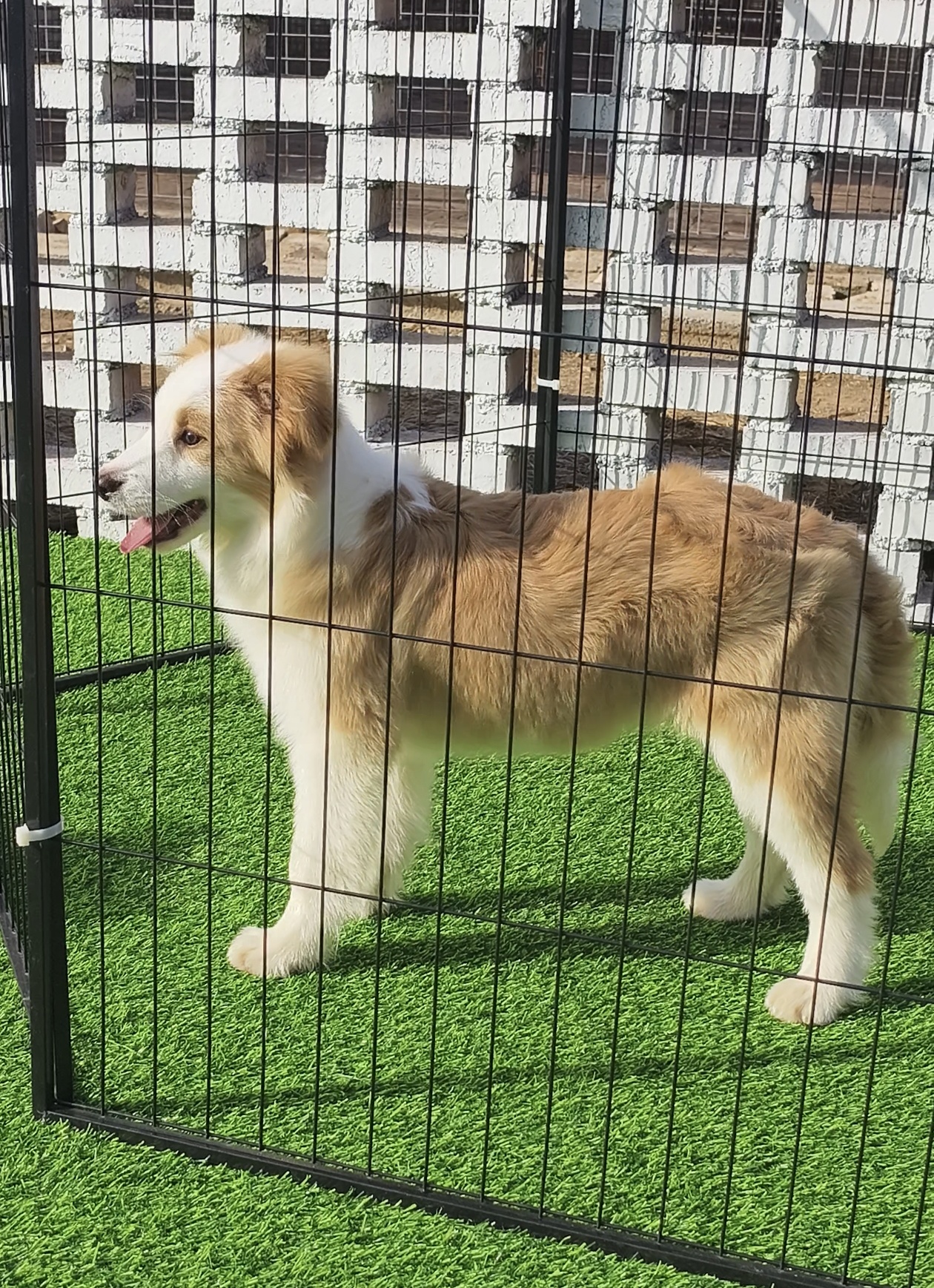双血统赛级金边,犬舍直销